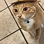 cat, orange_tabby, sombrero, hat, pet, indoor, floor, tile, curious, animal, whiskers, collar, cute, small_hat, playful, domestic_cat, feline, looking_up, close_up, cute_pet