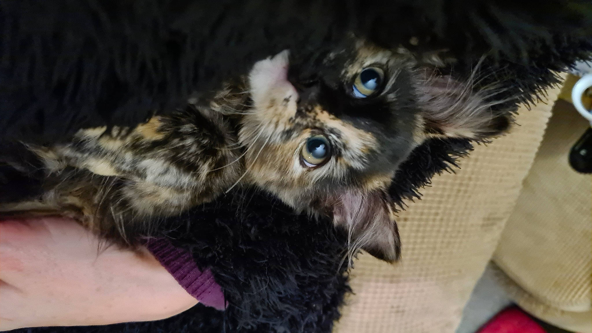 Pickle is registered to the contest to win money with this photo: bird_of_prey, canidae, carnivore, cat, claw, companion_dog, dog_breed, domestic_short_haired_cat, felidae, fur, liver, owl, paw, small_to_medium_sized_cats, sporting_group, tail, terrestrial_animal, toy_dog, whiskers, wildlife