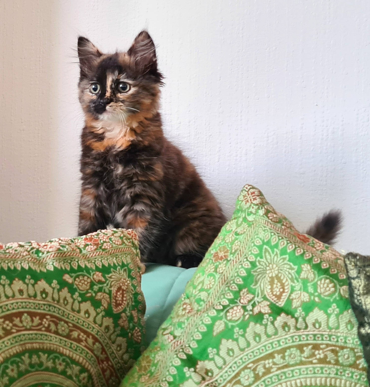 Pickle joined the competition — help win amazing prizes! carnivore, cat, cat_supply, claw, comfort, couch, domestic_short_haired_cat, felidae, fur, linens, pattern, paw, sitting, small_to_medium_sized_cats, snout, tail, terrestrial_animal, tree, whiskers, window