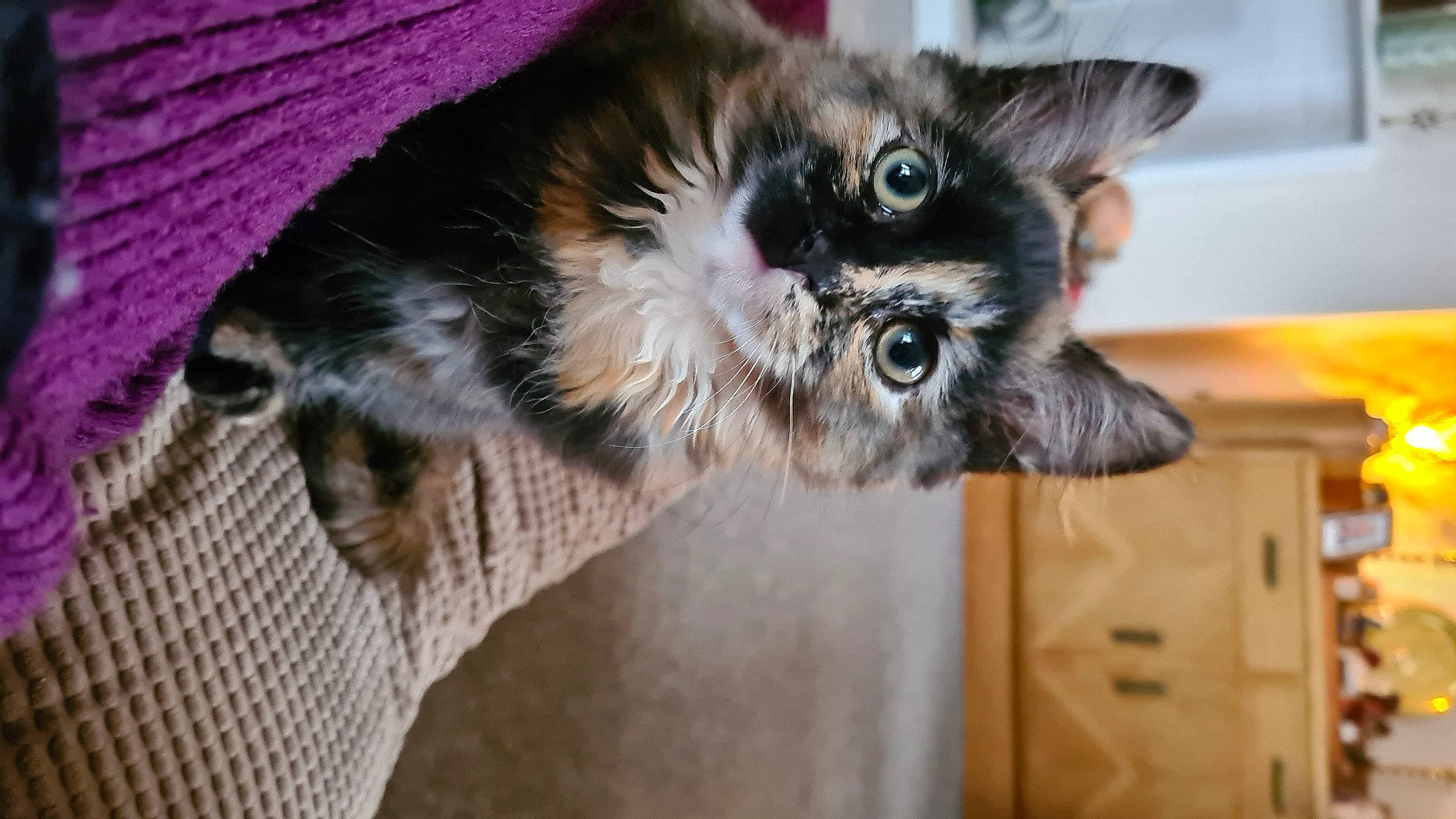 Pickle joined the competition — help win amazing prizes! carnivore, cat, claw, comfort, domestic_short_haired_cat, ear, eye, fawn, felidae, fur, paw, small_to_medium_sized_cats, snout, tail, whiskers, wood, woven_fabric