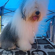 Luke joined the competition — help win amazing prizes! adorable, animal, blanket, canopy, companion, cute, dog, fluffy, furry, gray, leash, old_english_sheepdog, outdoor, paw_print, pet, portrait, resting, soft, tongue_out, white