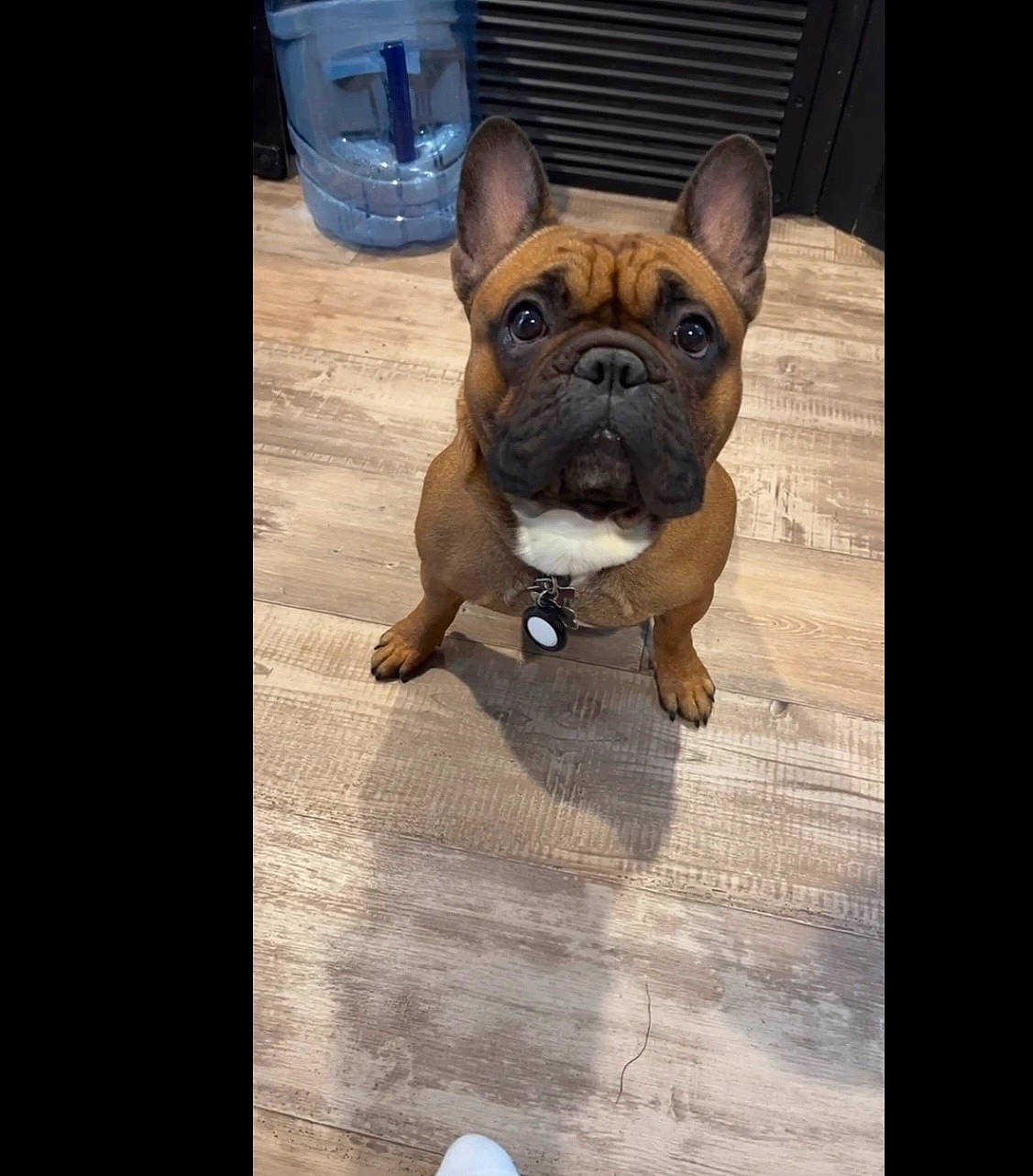 Dutch joined the competition — help win amazing prizes! bulldog, carnivore, companion_dog, dessert, dog, dog_breed, dog_collar, drinking_water, electric_blue, fawn, flooring, french_bulldog, fur, snout, toy_dog, water_bottle, whiskers, wood, working_animal, wrinkle