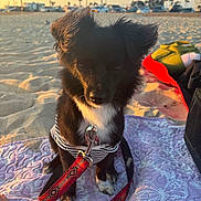 Baby joined the competition — help win amazing prizes! dog, beach, sunset, leash, blanket, sand, pet, outdoor, small_dog, black_dog, white_chest, striped_clothing, relaxed, animal, paw, nature, daylight, cute, canine, seaside