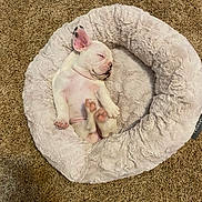 Daisy joined the competition — help win amazing prizes! puppy, dog, sleeping, bed, fluffy_bed, carpet, indoor, pet, white_dog, cute, relaxed, small_dog, cozy, animal, young_dog, resting, fur, paw, ear, peaceful