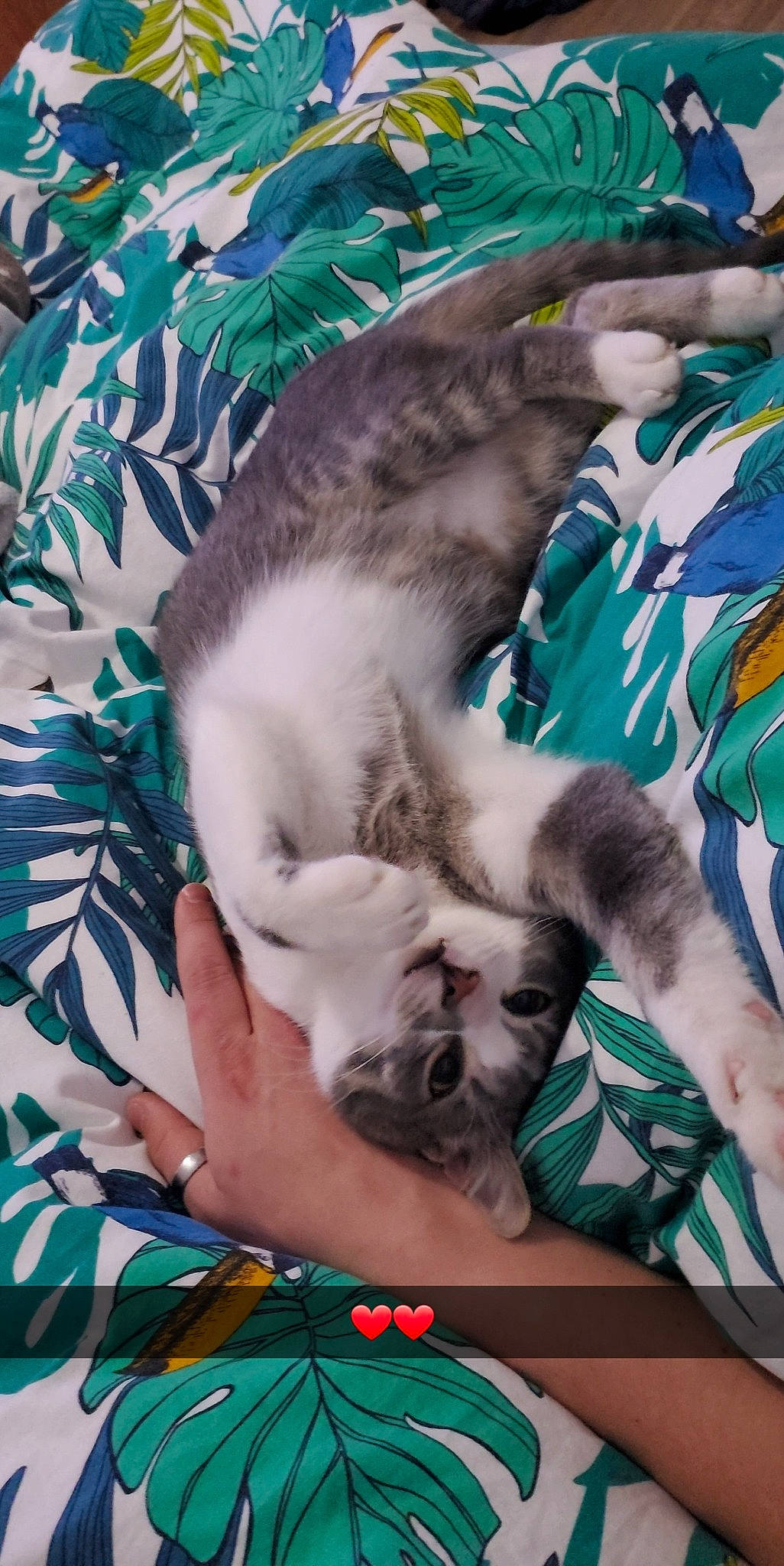 Snow a rejoint le concours — aidez-le/la à gagner de superbes lots ! carnivore, cat, claw, comfort, companion_dog, domestic_short_haired_cat, fawn, felidae, fur, grass, green, linens, nap, paw, plant, sleep, small_to_medium_sized_cats, tail, tree, whiskers