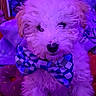 animal, bow_tie, close_up, collar, colorful, curly_fur, cute, dog, fluffy, fur, indoor, pet, plush_toy, portrait, puppy, purple_lighting, sitting, small_dog, toy, white_fur