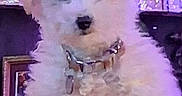 Ezekiell Wachter joined the competition — help win amazing prizes! canine, close_up, collar, colorful_lights, curly_fur, cute, dog, fluffy, framed_picture, home_decor, indoors, pet, portrait, puppy, purple_lighting, sitting, small_dog, sparkly_collar, table, white_fur