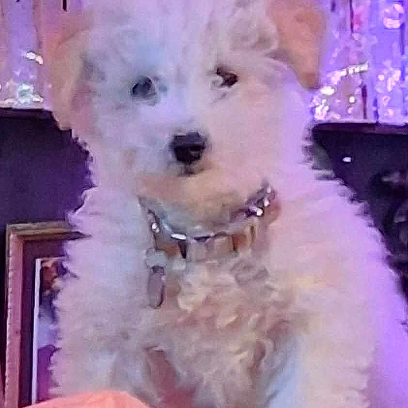 Ezekiell Wachter joined the competition — help win amazing prizes! canine, close_up, collar, colorful_lights, curly_fur, cute, dog, fluffy, framed_picture, home_decor, indoors, pet, portrait, puppy, purple_lighting, sitting, small_dog, sparkly_collar, table, white_fur