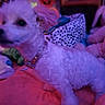 Ezekiell Wachter is registered to the contest to win money with this photo: animal, blanket, collar, colorful, cozy, dog, fluffy, fur, indoors, leash, lying_down, pet, pink_blanket, portrait, puppy, purple_lighting, small_dog, spotted_toy, toy, white_dog