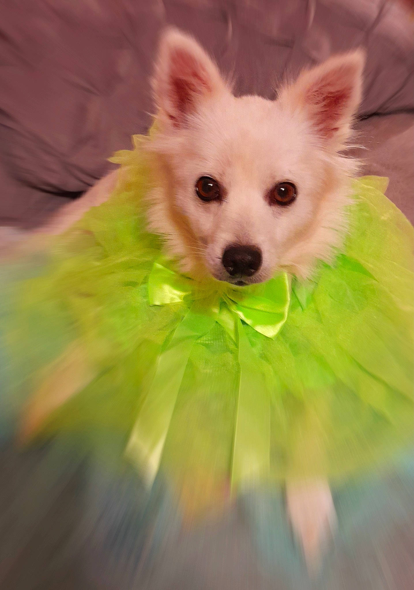 Zena joined the competition — help win amazing prizes! canidae, carnivore, companion_dog, dog, dog_breed, dog_supply, ear, event, eye, fawn, fur, german_spitz_mittel, head, iris, snout, spitz, toy_dog, volpino_italiano, whiskers, working_animal