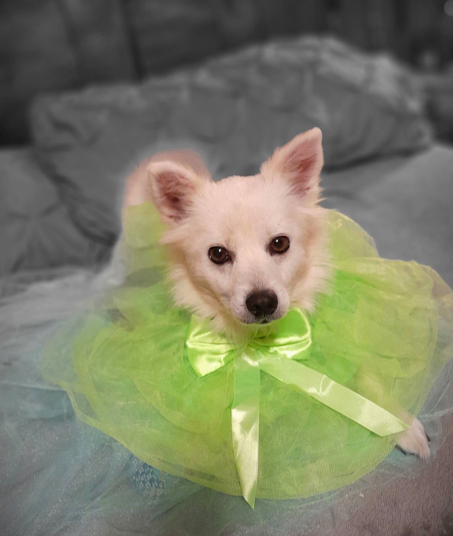 Zena joined the competition — help win amazing prizes! ancient_dog_breeds, canidae, carnivore, companion_dog, dog, dog_breed, dog_supply, fawn, fur, non_sporting_group, pet_supply, snout, sporting_group, tail, terrestrial_animal, toy_dog, volpino_italiano, whiskers, working_animal