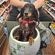 Minnie joined the competition — help win amazing prizes! dog, dachshund, pet, animal, black_and_tan, long_hair, red_collar, sitting, shopping_cart, planter, garden_center, store, shelves, retail, indoor, portrait, cute, serious_expression, funny, pet_travel