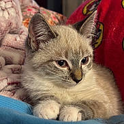 Rey joined the competition — help win amazing prizes! animal, blanket, cat, closeup, cozy, cute, domestic, ears, feline, fur, indoor, kitten, paws, pet, portrait, relaxed, resting, soft, whiskers, young