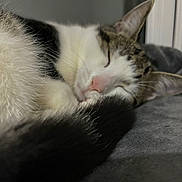 Rory joined the competition — help win amazing prizes! cat, sleeping, fur, tail, closeup, cozy, resting, pet, animal, indoor, whiskers, peaceful, soft, tabby, white, black, pink_nose, ears, relaxation, bed