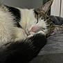 cat, sleeping, fur, tail, closeup, cozy, resting, pet, animal, indoor, whiskers, peaceful, soft, tabby, white, black, pink_nose, ears, relaxation, bed
