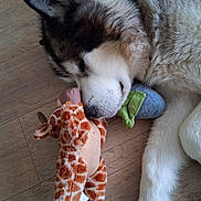 Jinko a rejoint le concours — aidez-le/la à gagner de superbes lots ! dog, sleeping, plush_toy, giraffe_toy, floor, wooden_floor, fur, pet, animal, cozy, resting, cute, indoor, closeup, paw, soft_toy, relaxation, napping, domestic_animal, companion