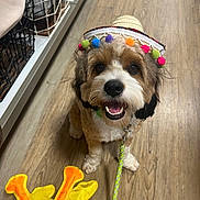 Diego Zeus is registered to the contest to win money with this photo: dog, small_dog, sombrero, hat, toy, yellow_toy, orange_toy, wooden_floor, happy, pet, leash, store_aisle, basket, shelf, indoor, cute, smiling, animal, fur, playful