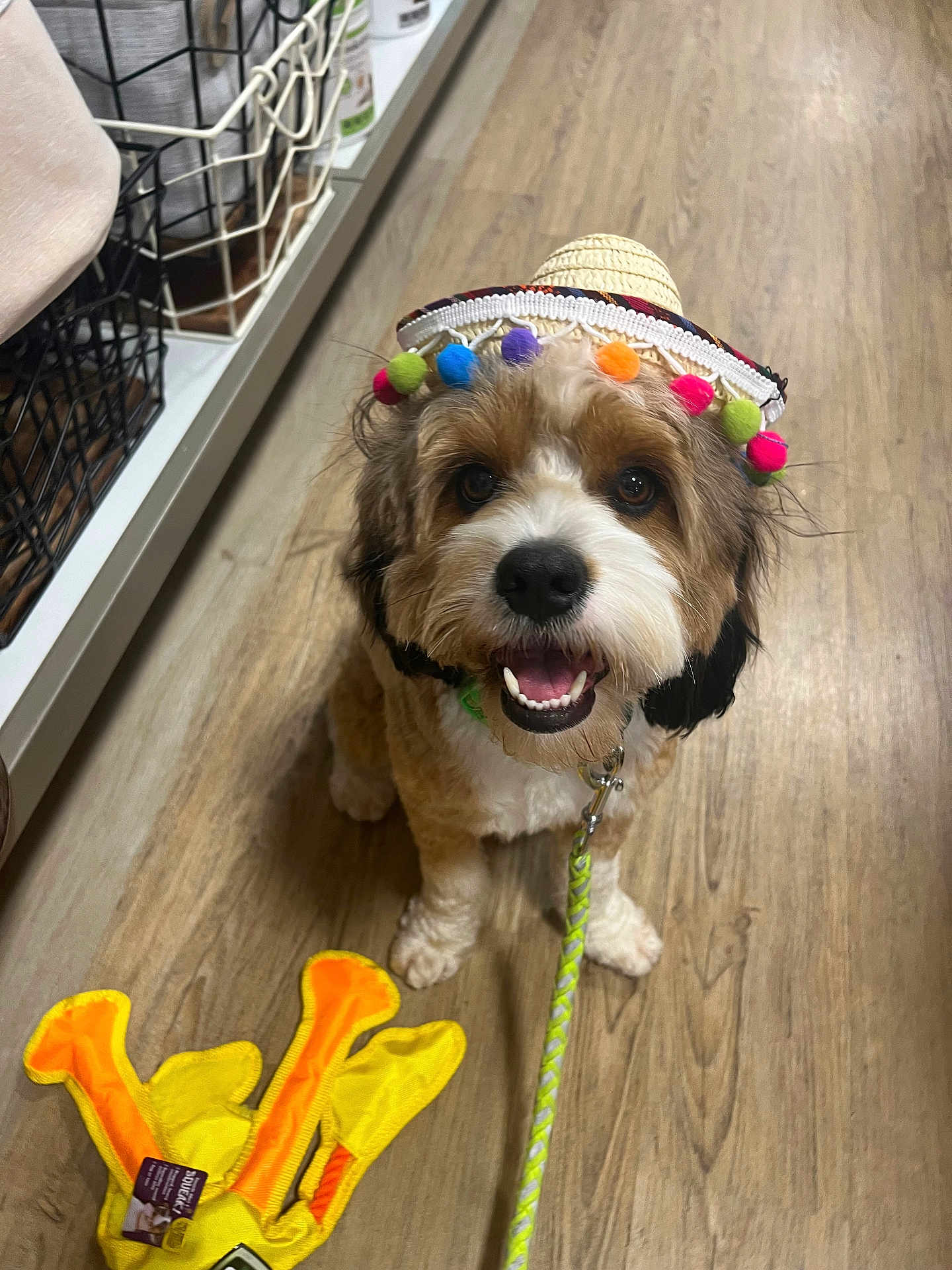 Diego Zeus is registered to the contest to win money with this photo: dog, small_dog, sombrero, hat, toy, yellow_toy, orange_toy, wooden_floor, happy, pet, leash, store_aisle, basket, shelf, indoor, cute, smiling, animal, fur, playful