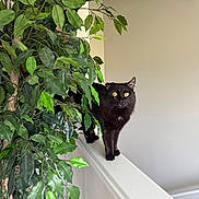 Chip is registered to the contest to win money with this photo: black_cat, cat, pet, animal, indoor, plant, green_leaves, ledges, curious, yellow_eyes, feline, walking, houseplant, fur, side_view, domestic_animal, whiskers, alert, home_interior, natural_light