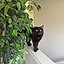 alert, animal, black_cat, cat, curious, domestic_animal, feline, fur, green_leaves, home_interior, houseplant, indoor, ledges, natural_light, pet, plant, side_view, walking, whiskers, yellow_eyes