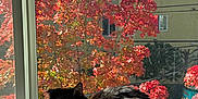 Chip joined the competition — help win amazing prizes! cat, black_cat, windowsill, window, autumn, fall_foliage, red_leaves, sunlight, indoor, green_eyes, pet, animal, cozy, nature_outside, residential_building, daylight, shadow, domestic_cat, fur, relaxing