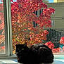animal, autumn, black_cat, cat, cozy, daylight, domestic_cat, fall_foliage, fur, green_eyes, indoor, nature_outside, pet, red_leaves, relaxing, residential_building, shadow, sunlight, window, windowsill