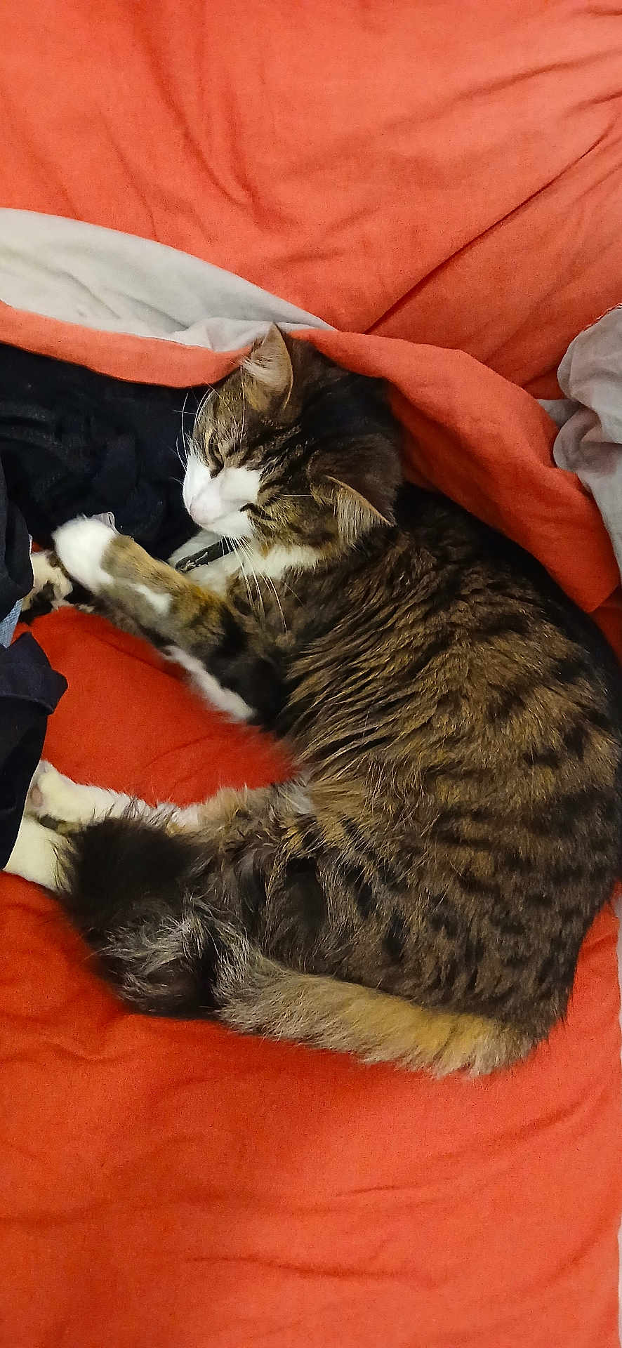 Tiky a rejoint le concours — aidez-le/la à gagner de superbes lots ! animal, cat, comfort, cozy, cute, domestic, feline, fur, indoor, mammal, orange_blanket, paw, pet, relaxed, resting, sleeping, soft, tabby, warm, whiskers