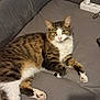 cat, tabby_cat, white_fur, couch, gray_couch, indoor, pet, feline, relaxed, lying_down, fur, whiskers, ears, paws, tail, household, charger, power_strip, shadow, looking_at_camera