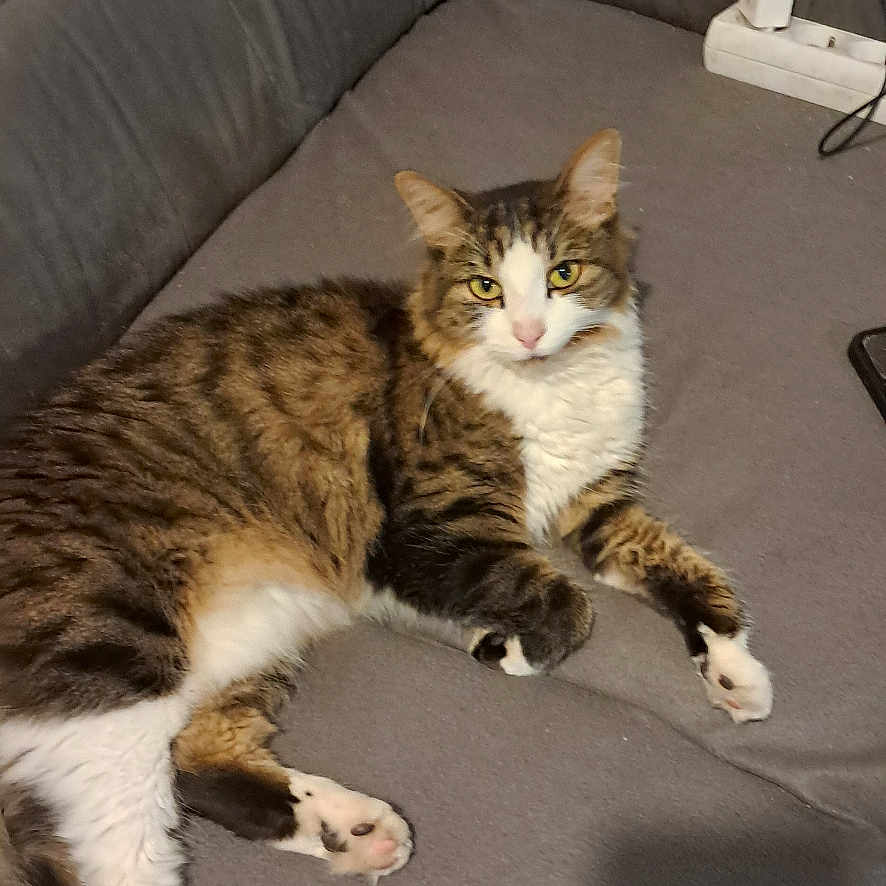 Tyki a rejoint le concours — aidez-le/la à gagner de superbes lots ! cat, charger, couch, ears, feline, fur, gray_couch, household, indoor, looking_at_camera, lying_down, paws, pet, power_strip, relaxed, shadow, tabby_cat, tail, whiskers, white_fur