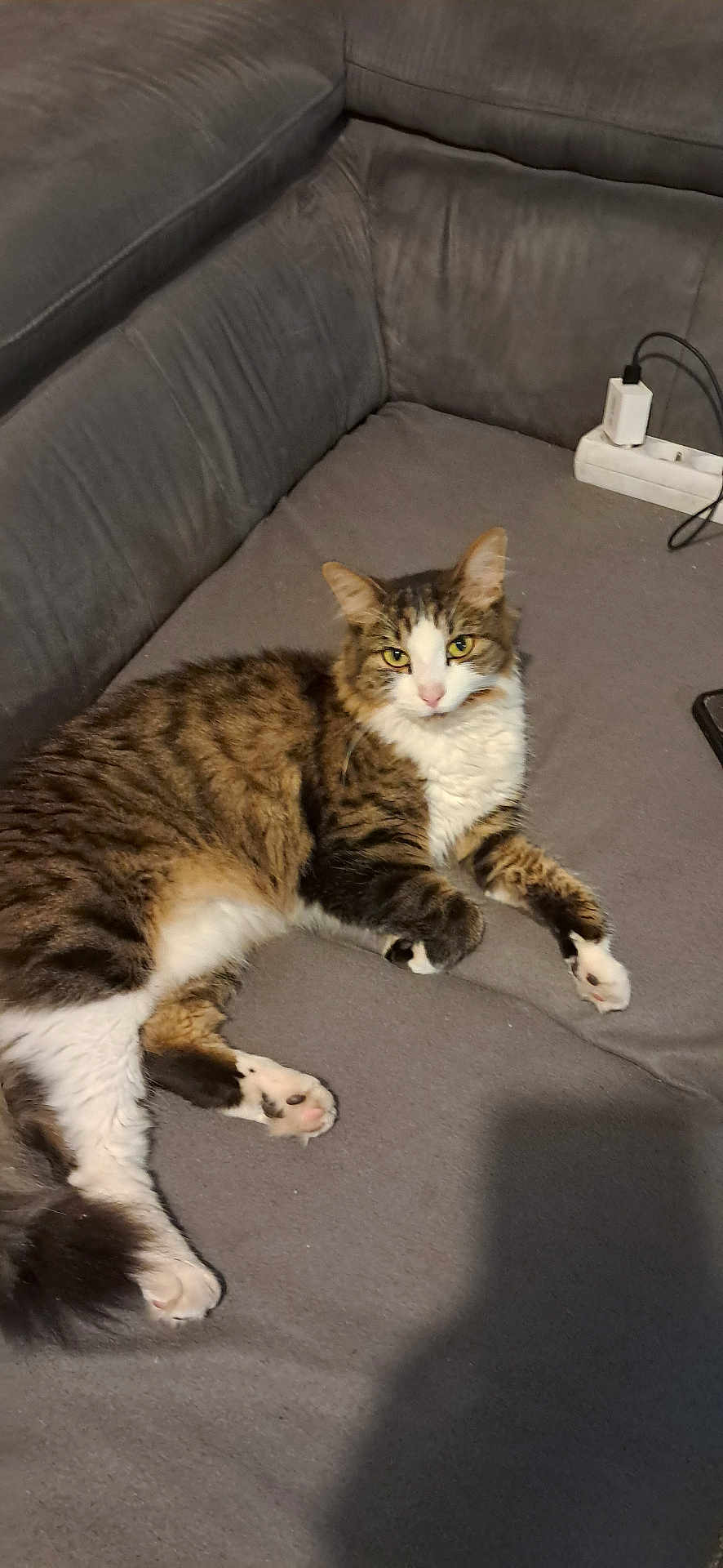Tyki a rejoint le concours — aidez-le/la à gagner de superbes lots ! cat, tabby_cat, white_fur, couch, gray_couch, indoor, pet, feline, relaxed, lying_down, fur, whiskers, ears, paws, tail, household, charger, power_strip, shadow, looking_at_camera