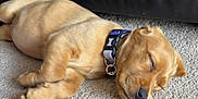 Nala joined the competition — help win amazing prizes! puppy, dog, sleeping, carpet, collar, indoors, pet, young_dog, fur, cute, resting, canine, animal, leather_couch, domestic, relaxing, side_view, small_dog, quiet, nap