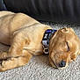 puppy, dog, sleeping, carpet, collar, indoors, pet, young_dog, fur, cute, resting, canine, animal, leather_couch, domestic, relaxing, side_view, small_dog, quiet, nap