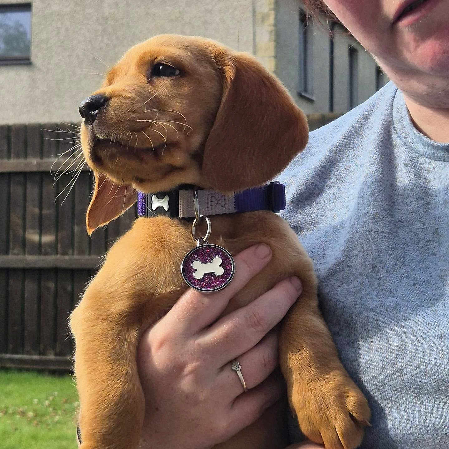 Nala joined the competition — help win amazing prizes! brown_dog, closeup, collar, daylight, dog, face, fence, glasses, grass, hand, holding, house, outdoor, person, pet, puppy, ring, shirt, tag, watch