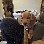 Nala joined the competition — help win amazing prizes! puppy, dog, pet, indoor, lap, person, clothing, kitchen, table, furniture, tag, brown, curious, cute, animal, sitting, cozy, casual, home, relaxed