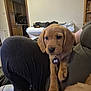 puppy, dog, pet, indoor, lap, person, clothing, kitchen, table, furniture, tag, brown, curious, cute, animal, sitting, cozy, casual, home, relaxed