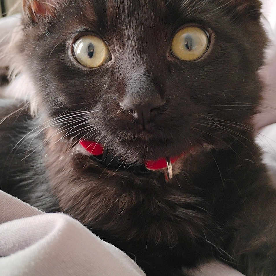 Phynn joined the competition — help win amazing prizes! animal, attention, black_kitten, cat, close_up, cozy, curious, cute, domestic_cat, feline, fluffy_fur, indoor, pet, portrait, red_collar, resting, soft_texture, whiskers, yellow_eyes, young_cat