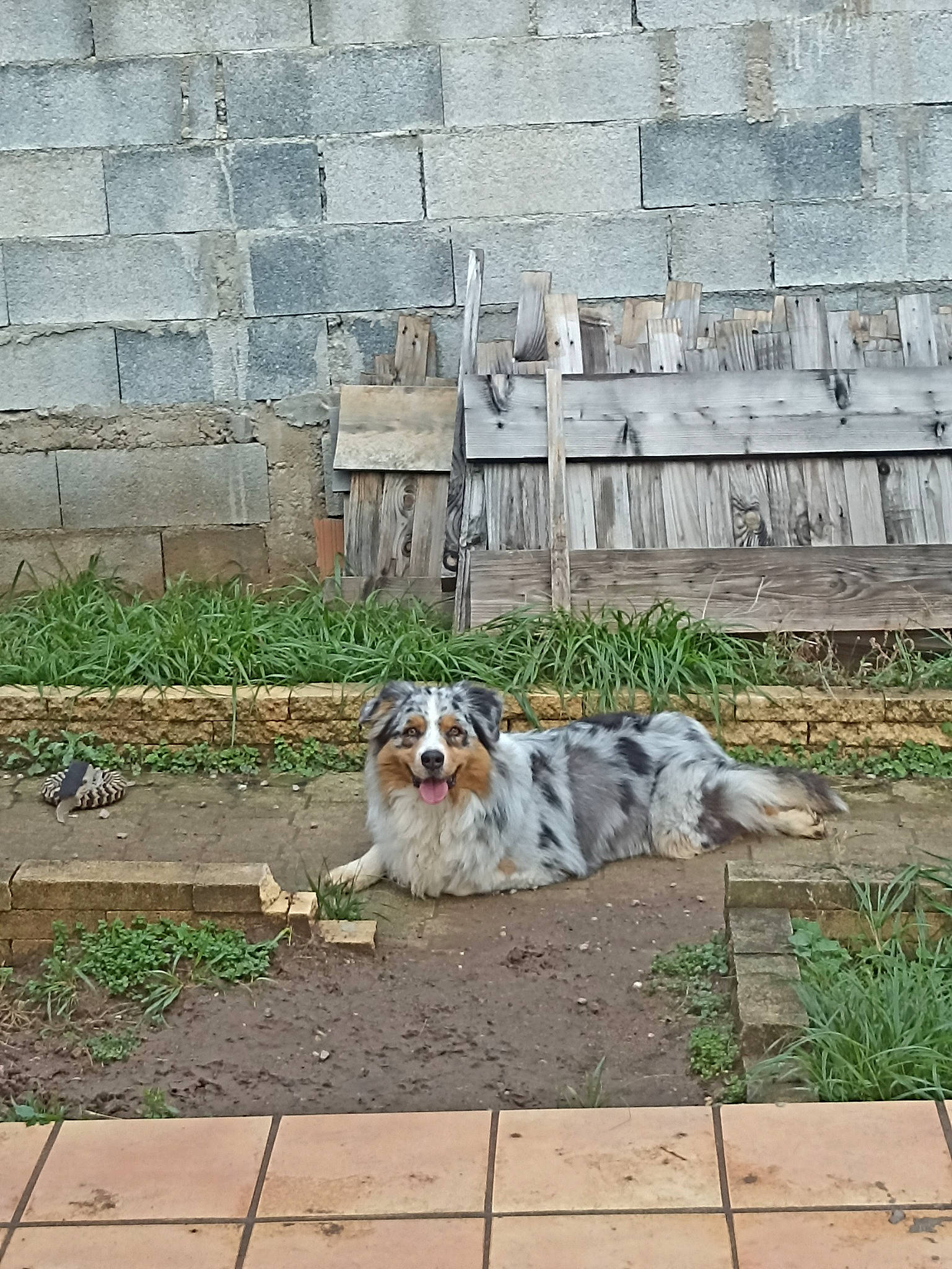 Twix participe au concours pour gagner de l'argent avec cette photo : canidae, carnivore, companion_dog, concrete, dog, dog_breed, fawn, flagstone, flooring, grass, groundcover, landscape, plant, porch, road_surface, sidewalk, snout, sporting_group, terrestrial_animal, working_dog