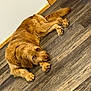 Goldie joined the competition — help win amazing prizes! dog, golden_brown, lying_down, wooden_floor, indoor, pet, fur, paw, flooring, relaxed, canine, mammal, companion, home, animal, cute, resting, looking_up, domestic, friendly