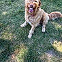 Goldie joined the competition — help win amazing prizes! dog, grass, outdoor, pet, canine, funny, edited, teeth, smile, fur, collar, sitting, playful, animal, nature, summer, tongue, cute, happy, yard