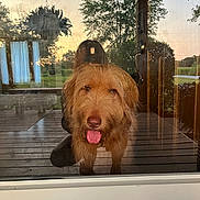 Goldie joined the competition — help win amazing prizes! dog, glass_door, reflection, outdoor, sunset, wooden_floor, tongue, pet, canine, happy, fur, portrait, house, porch, nature, tree, grass, window, animal, domestic