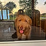 dog, glass_door, reflection, outdoor, sunset, wooden_floor, tongue, pet, canine, happy, fur, portrait, house, porch, nature, tree, grass, window, animal, domestic