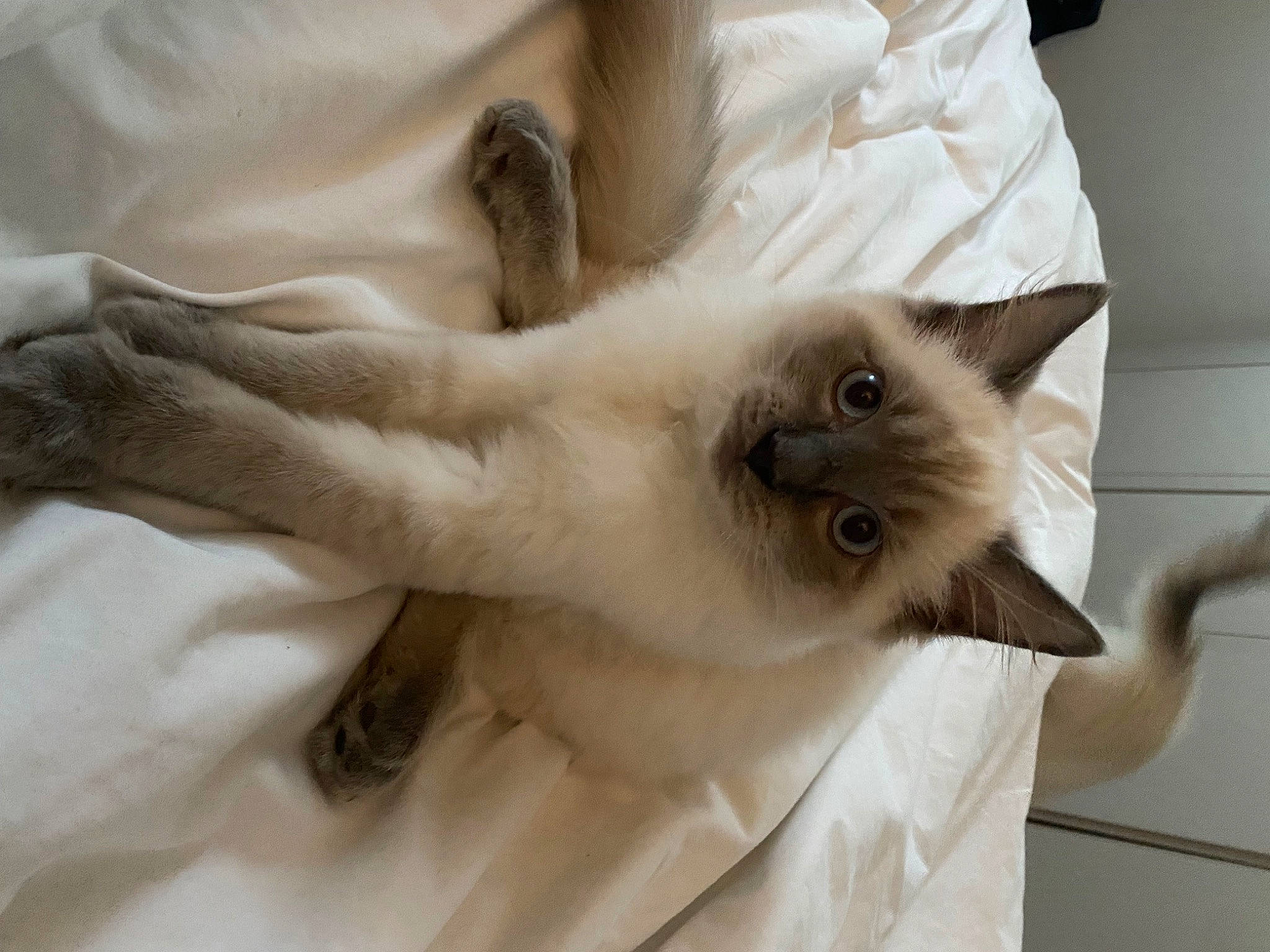 Diego is registered to the contest to win money with this photo: balinese, birman, carnivore, cat, comfort, fawn, felidae, fur, paw, ragdoll, siamese, small_to_medium_sized_cats, snout, thai, tonkinese, whiskers