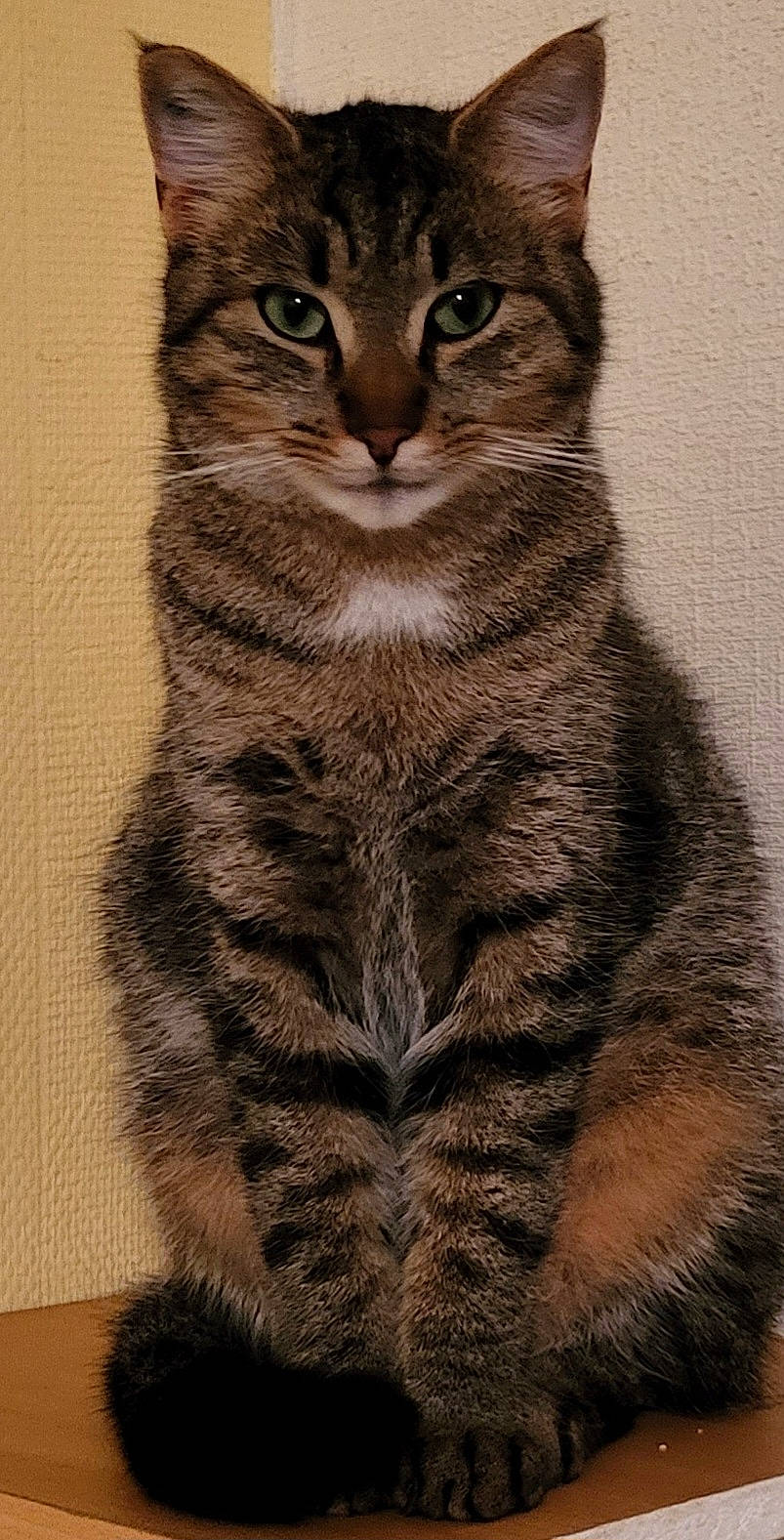 Choupi a rejoint le concours — aidez-le/la à gagner de superbes lots ! bobcat, carnivore, cat, claw, domestic_short_haired_cat, eye, felidae, fur, head, paw, plant, sitting, small_to_medium_sized_cats, snout, tail, terrestrial_animal, tree, whiskers, wildlife, window