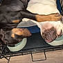 Suki N Damu joined the competition — help win amazing prizes! dog, crate, cuddling, black_dog, white_dog, paw, food_bowl, floor, wooden_floor, pet, animal, sleeping, resting, companionship, close_up, indoor, domestic, cute, friendship, cozy