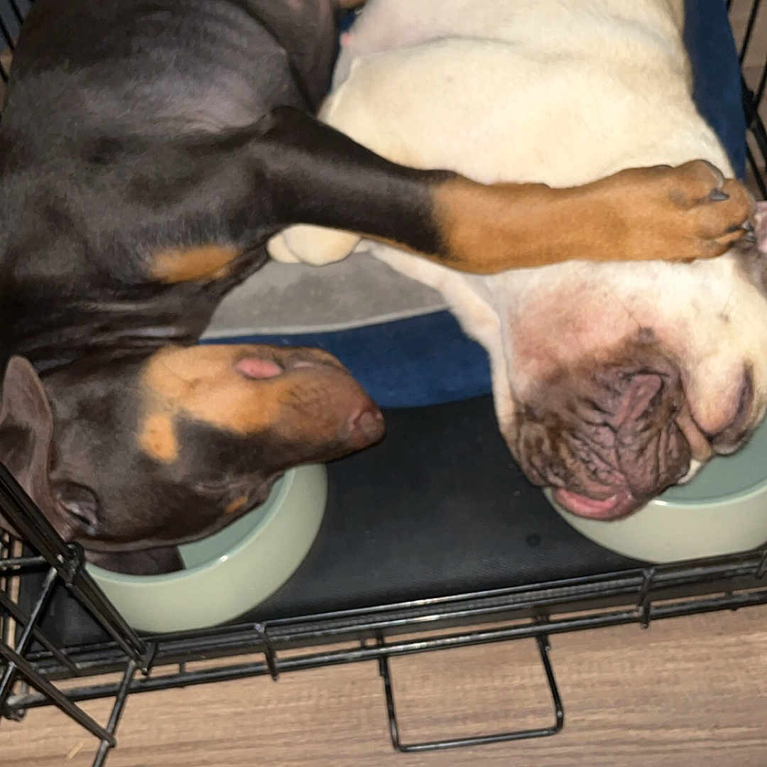 Suki N Damu joined the competition — help win amazing prizes! animal, black_dog, close_up, companionship, cozy, crate, cuddling, cute, dog, domestic, floor, food_bowl, friendship, indoor, paw, pet, resting, sleeping, white_dog, wooden_floor