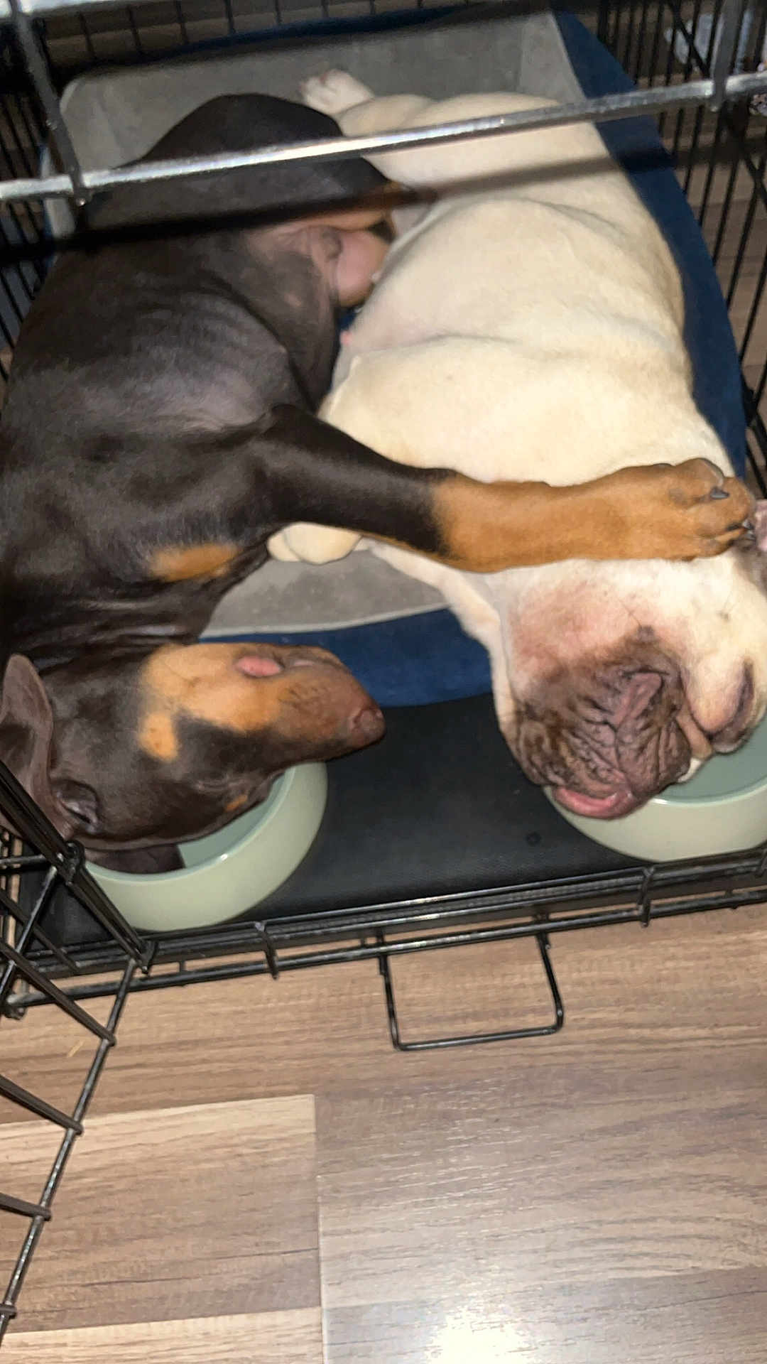 Suki N Damu joined the competition — help win amazing prizes! dog, crate, cuddling, black_dog, white_dog, paw, food_bowl, floor, wooden_floor, pet, animal, sleeping, resting, companionship, close_up, indoor, domestic, cute, friendship, cozy