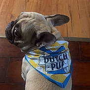 Suki N Damu is registered to the contest to win money with this photo: dog, pug, bandana, pet, animal, fur, wood_floor, looking_back, hand, indoor, cute, small_dog, brown, beige, companion, domestic_animal, canine, pet_accessory, friendly, portrait