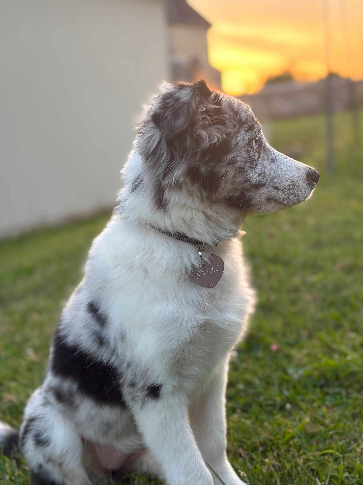 Awaï participe au concours pour gagner de l'argent avec cette photo : dog, puppy, black_and_white, fur, grass, outdoor, sunset, collar, pet, sitting, animal, nature, profile_view, adorable, canine, young_dog, peaceful, daylight, tag, side_view