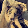 Awaï participe au concours pour gagner de l'argent avec cette photo : puppy, dog, blue_eyes, pet_bed, cozy, fur, sunlight, indoor, relaxed, animal, cute, young_dog, collar, leash, white_fur, black_spots, nose, paw, laying_down, looking_up