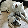 dog, white_dog, spotted_dog, puppy, floor, wooden_floor, indoor, pet, animal, resting, lying_down, friendship, canine, sniffing, nuzzling, cute, companions, two_dogs, relaxed, domestic